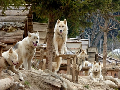 Meute de chiens de traîneau à Peyragudes